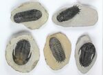 Lot: Assorted Devonian Trilobites - Pieces #92158-1
